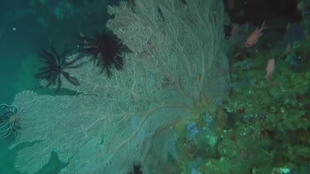 Морская лилия на фоне кораллов под водой на Мальдивах. — стоковое видео