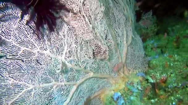 Lírio marinho em corais de fundo subaquático em Maldivas. — Vídeo de Stock