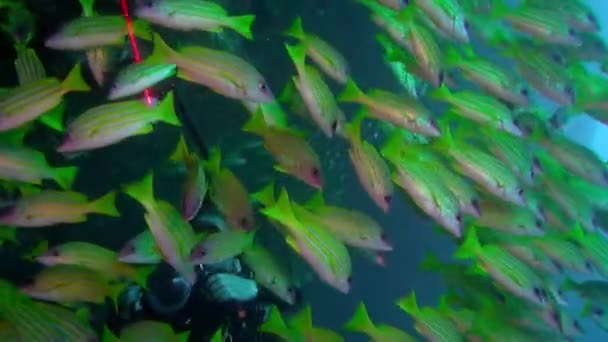 School of coral fish on blue background of sea underwater in search of food. — Stock Video