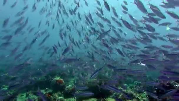 Skolan av korall fisk på blå bakgrund av havet under vatten på jakt efter mat. — Stockvideo