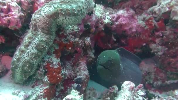 Moray anguilla ficcando la testa fuori dal suo buco nella barriera corallina . — Video Stock