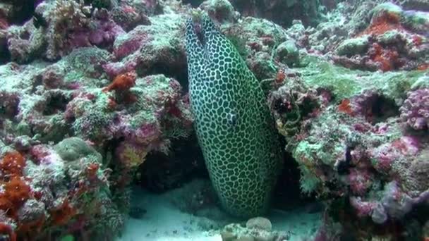 Moray Eel sacando su cabeza de su agujero en el arrecife . — Vídeos de Stock