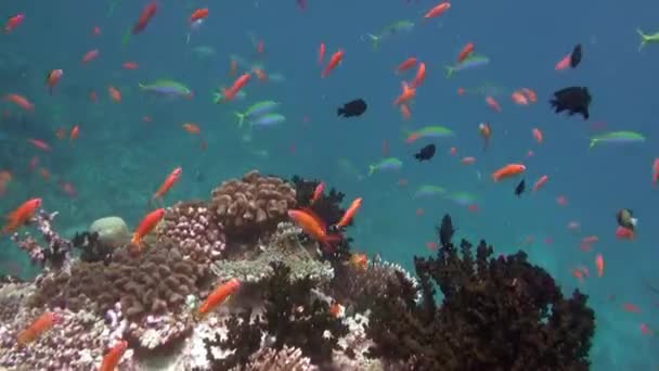 Escuela de peces de coral sobre fondo azul del mar bajo el agua en busca de alimentos. — Vídeos de Stock