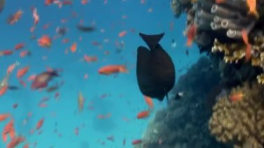 Tropikal mercan resif sualtı deniz manzara.