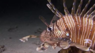 Pembe tropikal mercan üzerinde akrep balığı Gorgonaria deniz suyu yok..