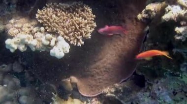 Tropikal mercan resif sualtı deniz manzara.