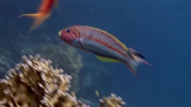 Deniz altında yiyecek aramak için mavi zemin üzerinde mercan balığı sürüsü.