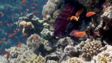 Deniz altında yiyecek aramak için mavi zemin üzerinde mercan balığı sürüsü.