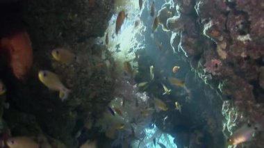 Deniz altında yiyecek aramak için mavi zemin üzerinde mercan balığı sürüsü.