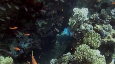 Deniz altında yiyecek aramak için mavi zemin üzerinde mercan balığı sürüsü.