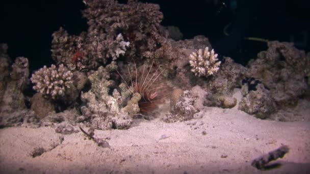 Schorpioenvissen op roze tropisch koraal Gorgonaria ondiep zeewater. — Stockvideo