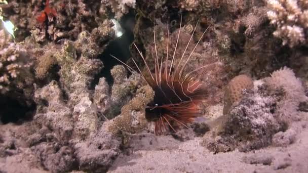 粉红热带珊瑚上的天蝎鱼狮子鱼. — 图库视频影像