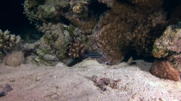 Scorpionfish lionfish on pink tropical coral Gorgonaria undewater of Sea. — Stock Video