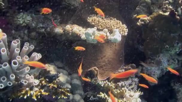 Krajina pod vodou moře tropických korálových útesů. — Stock video