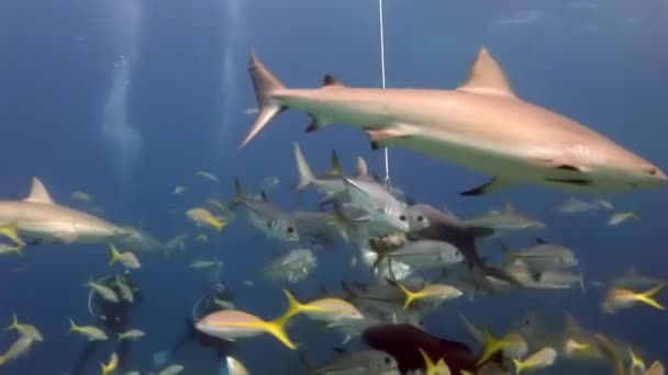 Emberek cápafalkával a Bahama-szigetek víz alatti élővilágában. — Stock videók