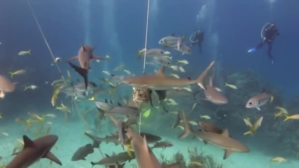 Ludzie z stadem rekinów w podwodnych morskich dzikich wodach Bahamów. — Wideo stockowe