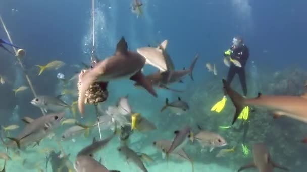 Pessoas com maço de tubarões em vida marinha subaquática das Bahamas. — Vídeo de Stock