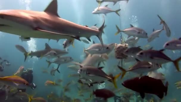 Люди со стаей акул в подводной морской дикой природе Багамских Островов. — стоковое видео