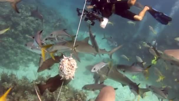 Άτομα με αγέλη καρχαριών στην υποθαλάσσια άγρια φύση των Μπαχαμών. — Αρχείο Βίντεο