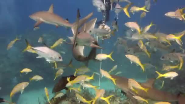 Menschen mit Hai-Rudel in Unterwasser-Tierwelt der Bahamas. — Stockvideo