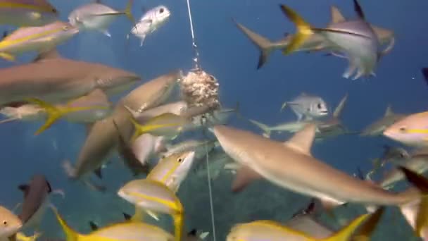 Personas con manada de tiburones en la fauna marina submarina de Bahamas. — Vídeo de stock