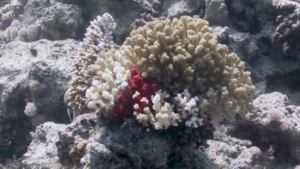 Skolan av korall fisk på blå bakgrund av havet under vatten på jakt efter mat. — Stockvideo