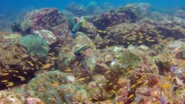 Hindistan 'daki Andaman Deniz Adaları' nın harika deniz tabanında mercan balığı sürüsü..