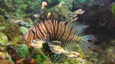 Hindistan 'daki Andaman Deniz Adaları' nın harika deniz tabanında aslan balığı..