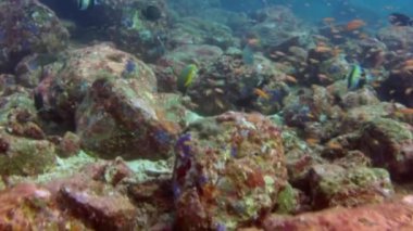 Hindistan 'daki Andaman Deniz Adaları' nın harika deniz tabanında mercan balığı sürüsü..