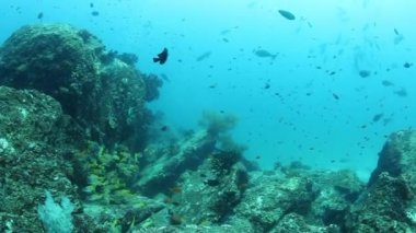 Hindistan 'daki Andaman Deniz Adaları' nın harika deniz tabanında balık sürüsü..