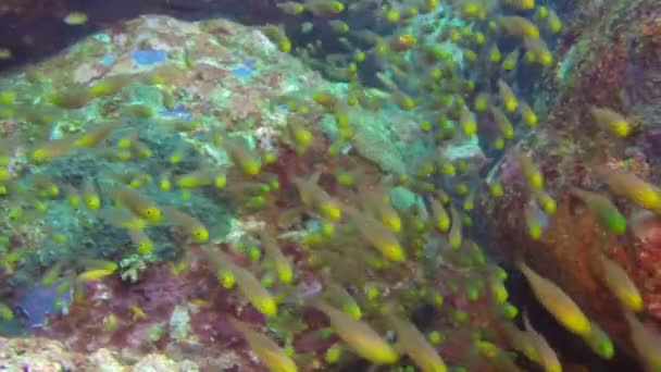 印度安达曼群岛美丽的海床中的珊瑚鱼浅滩. — 图库视频影像