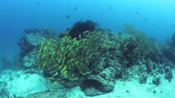 Skola av tropiska snappers fiskar i den underbara havsbotten av Andaman Sea Islands i Indien. — Stockvideo