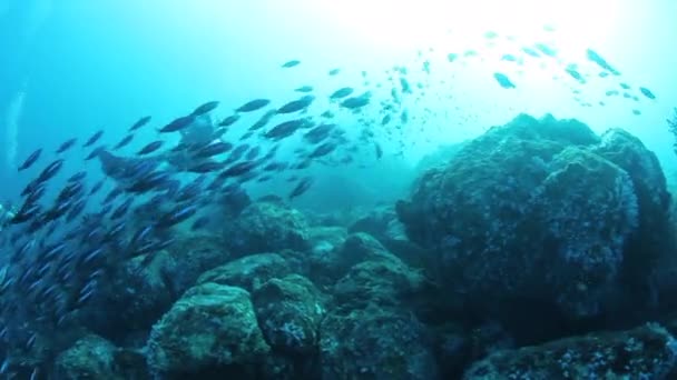인도의 안다만 해 제도의 아름다운 해저에서 식 하는 열 대 독사 떼. — 비디오