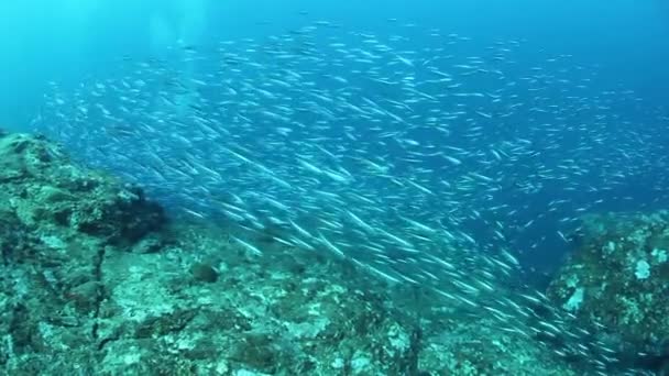 Ecole de pêcheurs tropicaux poissons dans les fonds marins merveilleux des îles de la mer d'Andaman en Inde. — Video