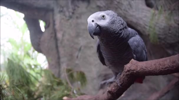 Close-up afrikaanse schattig grijs papegaai zingt liedjes zittend op een baars tak. — Stockvideo