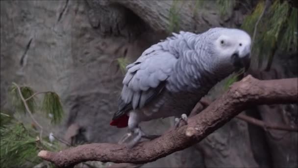 Close-up Africano bonito papagaio cinza canta canções sentadas em um ramo de poleiro. — Vídeo de Stock