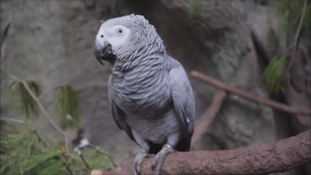 Крупным планом африканский милый серый попугай поет песни, сидя на ветке окуня. — стоковое видео