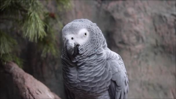 Närbild afrikansk söt grå papegoja sjunger låtar sitter på en abborre gren. — Stockvideo