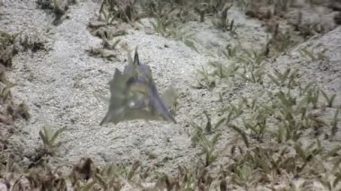 Kırmızı balık sürüsünün arka planındaki Gorgonian denizdeki mercanların altında.