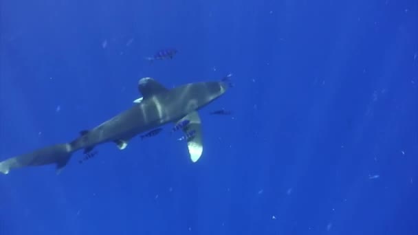바다에 사는 백상어 , Carcharhinus longimanus. — 비디오