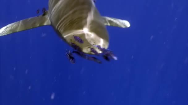 Ο ωκεάνιος λευκός καρχαρίας Carcharhinus longimanus. — Αρχείο Βίντεο