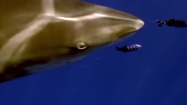 Океаническая белая акула, Carcharhinus longimanus. — стоковое видео