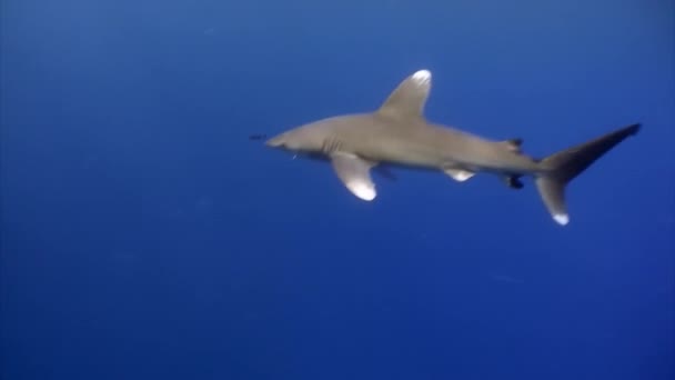 The oceanic white-tip shark, Carcharhinus longimanus. — Stock Video