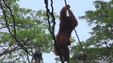 Singapur, doğanın göbeğindeki maymun şempanze portresini yakından çek..