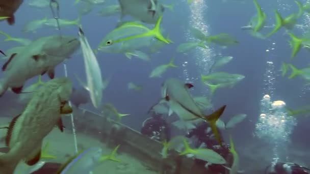 Personas con manada de tiburones en la fauna marina submarina de Bahamas. — Vídeos de Stock