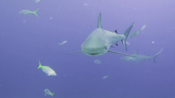Personnes avec un paquet de requins dans la faune sous-marine des Bahamas. — Video