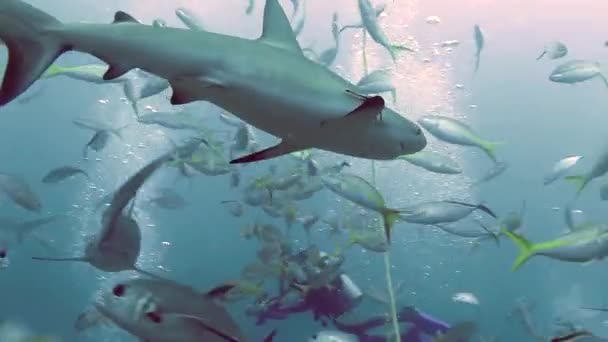 Люди со стаей акул в подводной морской дикой природе Багамских Островов. — стоковое видео