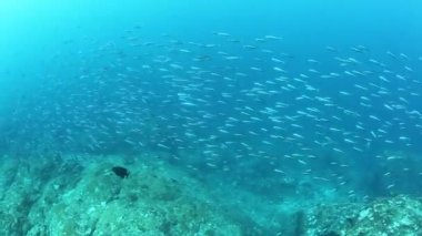 Hindistan 'daki Andaman Denizi Adaları' nın harika deniz tabanında tropikal balık sürüsü.