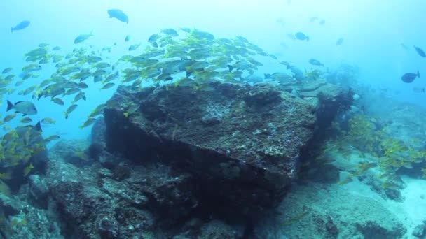 インドのアンダマン海の素晴らしい海底に生息する熱帯魚の群れ. — ストック動画
