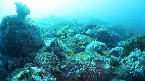 Skola av tropiska snappers fiskar i den underbara havsbotten av Andaman Sea Islands i Indien. — Stockvideo